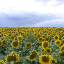 В продаже семечки подсолнуха (купить семена сорта Аламо можно здесь)