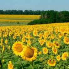 У продажу насіння соняшника оптом