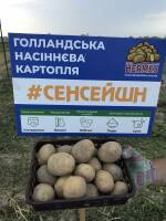 Семенной картофель Сенсейшн купить от ЧП "Агро Мир" позволит порадовать гостей вкусным молодым картофелем летом.