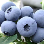  Кусты голубики купить, по умеренной цене