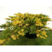 Ялівець китайський Ekspansa Variegata