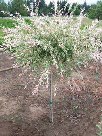 Верба  Salix integra 'Hakuro-Nishiki'