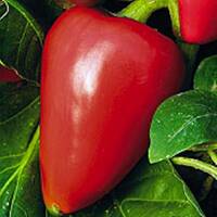 Вирощування перцю вікторія