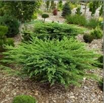 Ялівець китайський Plumosa Aurea